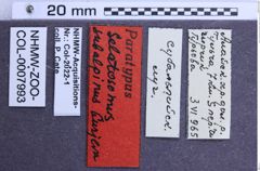 Etikette zu Paraphotistus (Mosotalesus) subalpinus (Gurjeva, 1979) (NHMW-ZOO-COL-0007993)